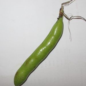 ��� ����